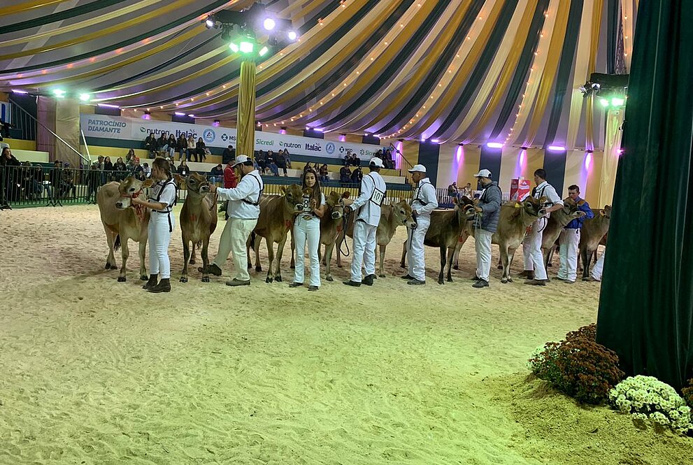 Alunos cuidam de vaca