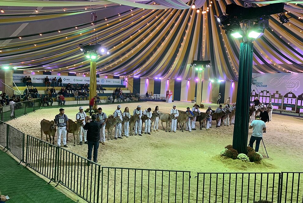 Alunos cuidam de vaca