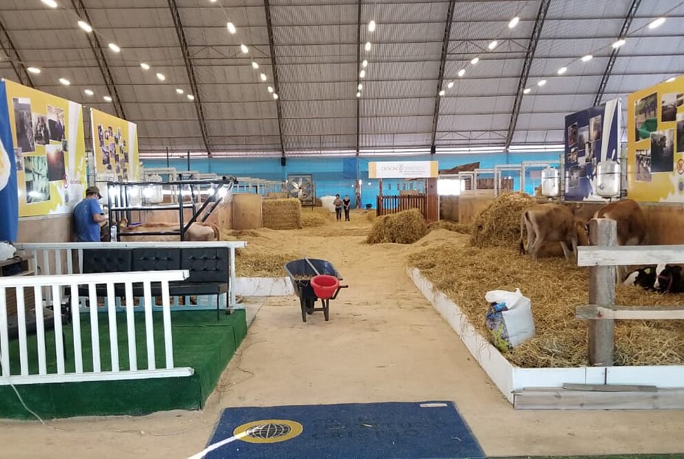imagens dos animais cuidados pelo Instituto Cristão de Castro