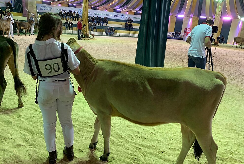 Alunos cuidam de vaca