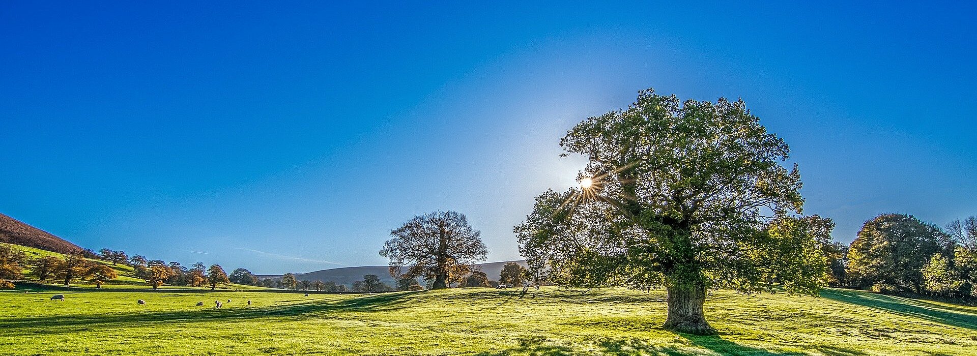 Imagem retrata um campo com árvores e um céu bem azul