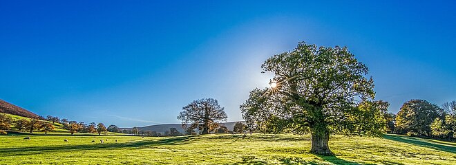 Imagem retrata um campo com árvores e um céu bem azul