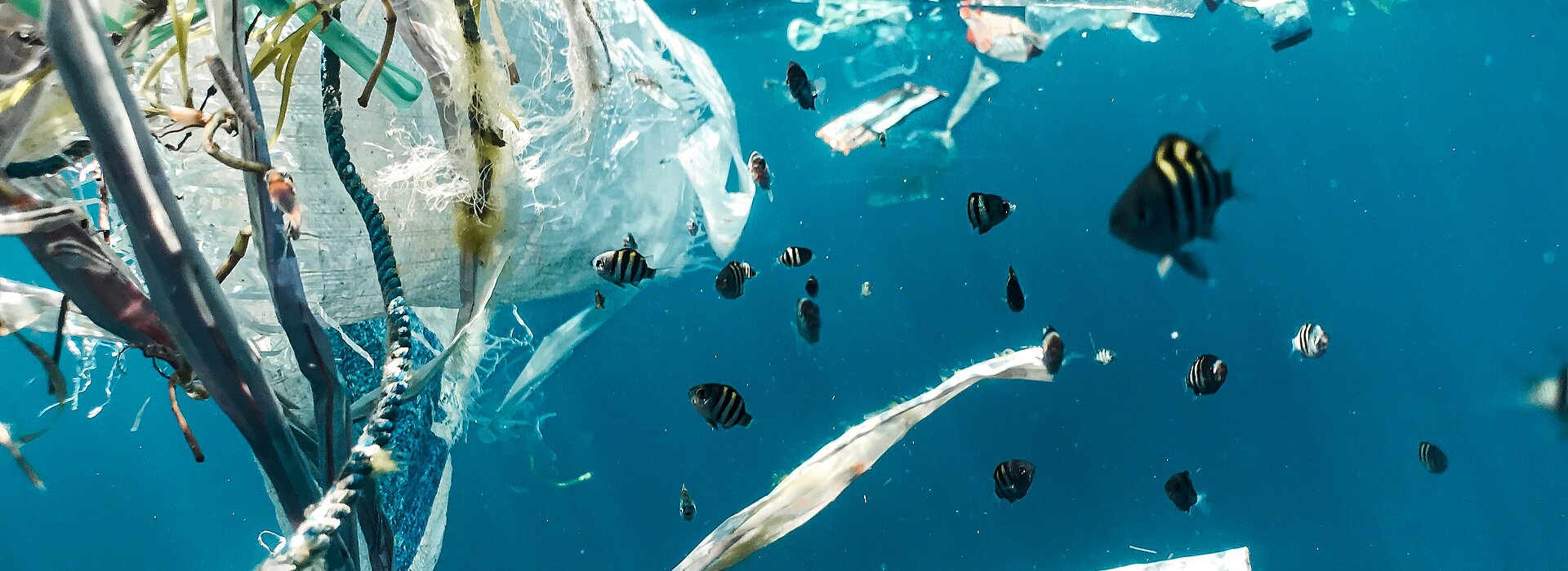 A foto foi tirada embaixo do mar e mostra lixos perto dos peixes.