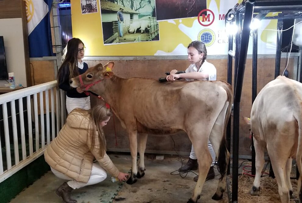 Alunos cuidam de vaca