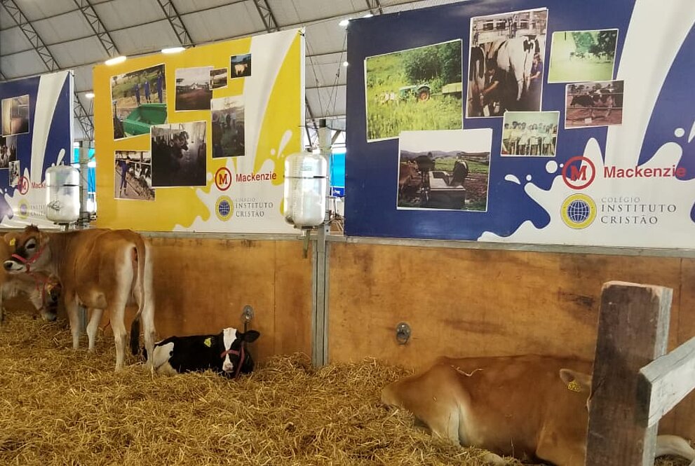 imagens dos animais cuidados pelo Instituto Cristão de Castro