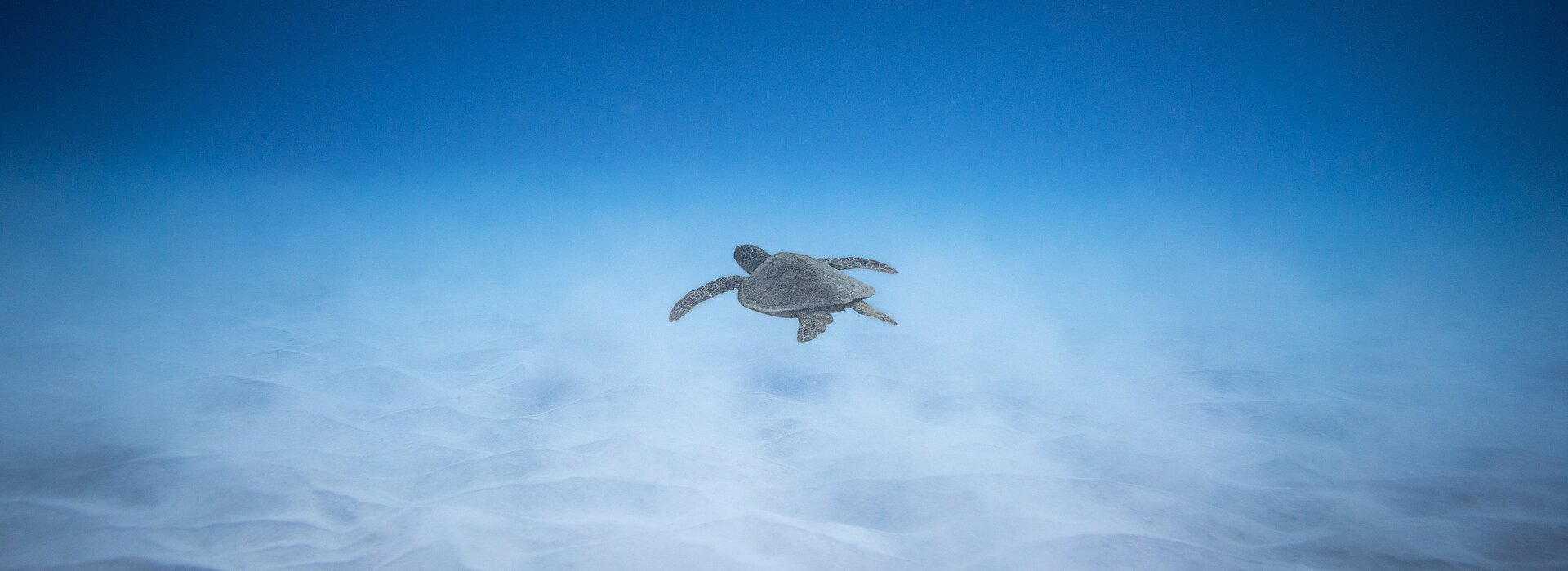 Tartaruga no oceano