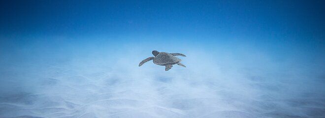Tartaruga no oceano
