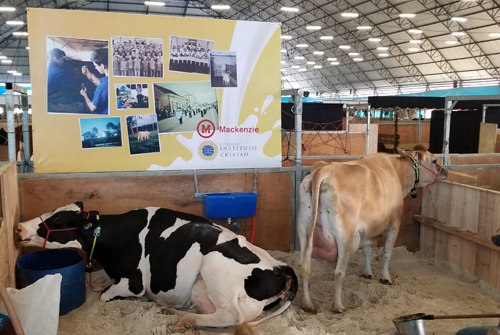 imagens dos animais cuidados pelo Instituto Cristão de Castro