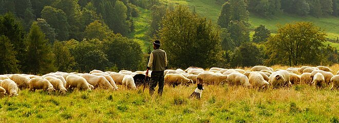 Pastor com cajado na mão em monte com gramado verde em frente ao seu rebanho de ovelhas e ao lado de seu cachorro